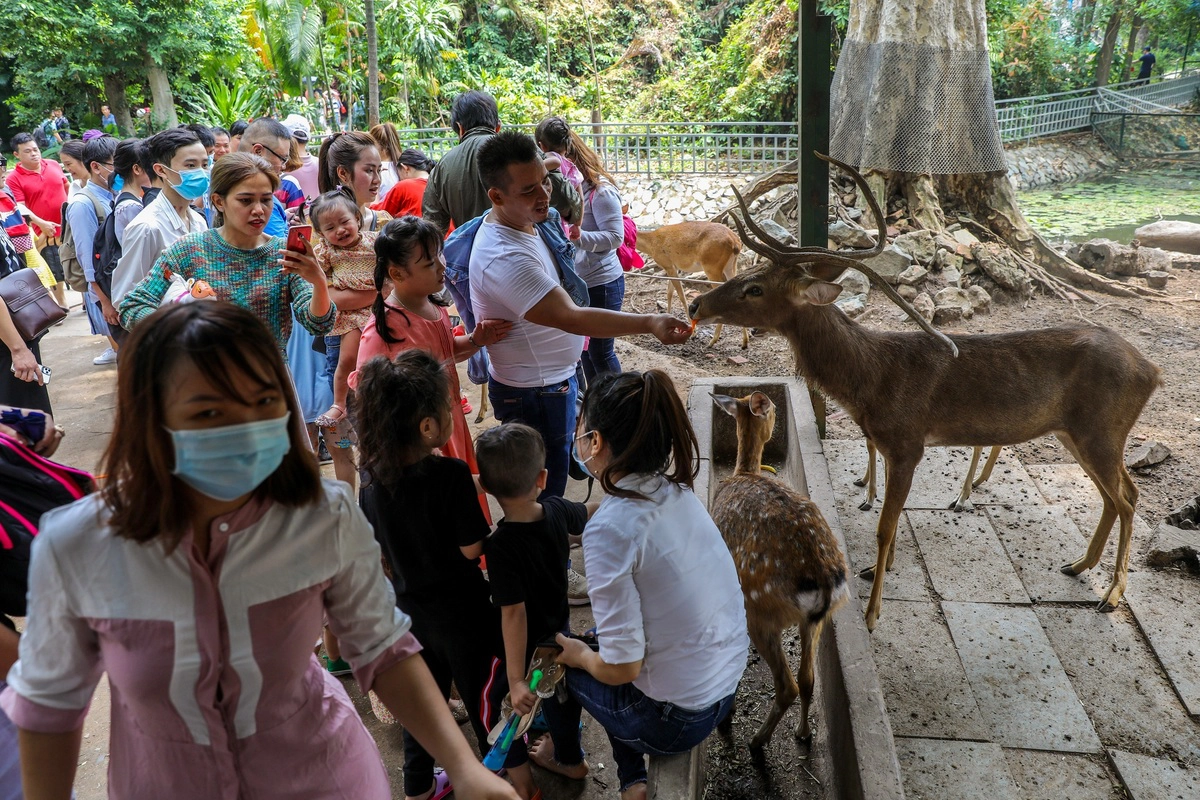 Nhiều người tập trung phía ngoài chuồng nuôi hươu và cho chúng thức ăn. Loài vật này khá thân thiện nên Thảo Cầm Viên xây rào ngăn cách thấp để mọi người có thể tiếp cận gần chúng.