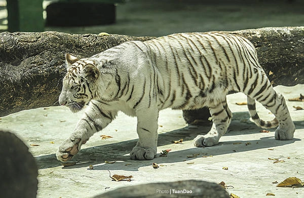 Giống hổ trắng Bengal quý hiếm, được nuôi dưỡng và nhân giống thành công tại vườn thú, là một điều khích lệ lớn đối với đội ngũ bác sĩ và người chăm sóc ở đây. Trước đó, Thảo cầm viên Sài Gòn đã nhân giống thành công cùng lúc 5 hổ Đông Dương. Giống hổ trắng Bengal quý hiếm, được nuôi dưỡng và nhân giống thành công tại vườn thú, là một điều khích lệ lớn đối với đội ngũ bác sĩ và người chăm sóc ở đây. Trước đó, Thảo cầm viên Sài Gòn đã nhân giống thành công cùng lúc 5 hổ Đông Dương.