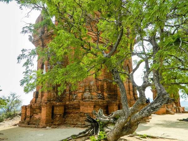 Cây me cũng là một điểm nhấn trong cụm tháp này. Theo truyền thuyết Chăm, cây me chính là nơi dựa lưng của vua Po Klong Garai lúc còn trẻ trong một chuyến đi buôn. Truyền thuyết khác lại cho rằng cây me là vị thần trấn giữ và bảo vệ vị vua trong ngôi tháp cổ này. Cây me cũng là một điểm nhấn trong cụm tháp này. Theo truyền thuyết Chăm, cây me chính là nơi dựa lưng của vua Po Klong Garai lúc còn trẻ trong một chuyến đi buôn. Truyền thuyết khác lại cho rằng cây me là vị thần trấn giữ và bảo vệ vị vua trong ngôi tháp cổ này.