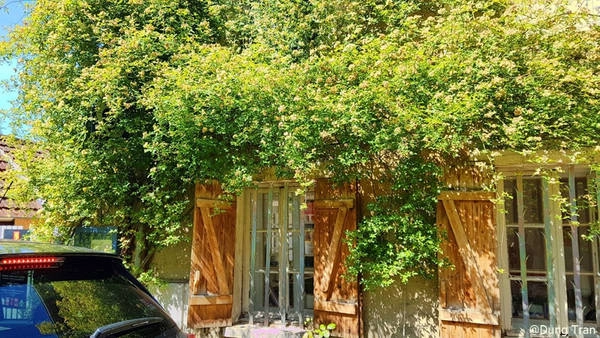 Vườn được chia thành hai khu chính là Clos Normand và khu vườn ao. Nơi này đẹp nhất vào tháng 4 đến tháng 10, thời điểm rất nhiều loài hoa trong vườn đua nhau nở và không khí thoáng đãng. Kiến trúc khu vườn được lấy cảm hứng từ những những bức tranh vườn Nhật mà Monet sưu tầm.
