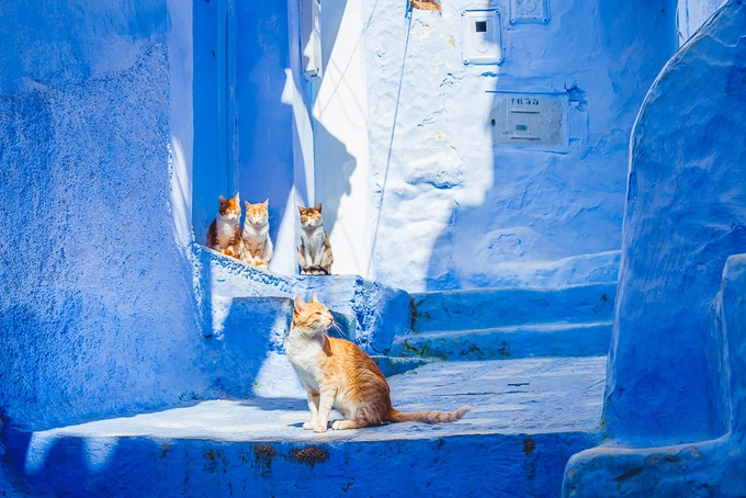 Ở Chefchaouen có nhiều nhà nghỉ và homestay của người dân địa phương. Theo gợi ý của Silvia, du khách có thể tìm đến nhà Dar Besmellah, nơi có chủ nhà thân thiện, nhà Hamid với góc ban công xinh đẹp hay nhà Ismail nằm ở trung tâm thị trấn. Ngoài ra, bạn cũng có thể tham khảo những nhà khách sang trọng như Dar Elrio và Riad Cherifa.