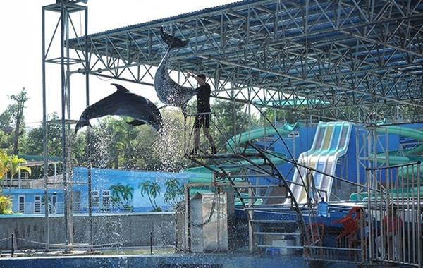 Các em nhỏ không rời mắt khỏi màn biểu diễn cá heo vui nhộn với những động tác điêu luyện dưới sự hướng dẫn của huấn luyện viên. Thien-Duong-Bao-Son-Diem-choi-he-ly-tuong-cho-tre-ivivu-5