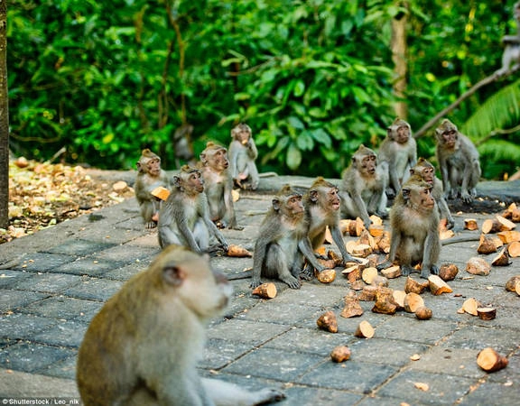 Rừng khỉ Ubud, Bali (Indonesia), là nơi sinh sống của hơn 600 con khỉ. Trong rừng có nhiều ngôi đền Hindu cổ xưa được xây dựng từ những năm 1350. Đây là điểm đến rất thu hút du khách ở Indonesia. Ảnh: Shutterstock/Leo_nik. Rừng khỉ Ubud, Bali (Indonesia), là nơi sinh sống của hơn 600 con khỉ. Trong rừng có nhiều ngôi đền Hindu cổ xưa được xây dựng từ những năm 1350. Đây là điểm đến rất thu hút du khách ở Indonesia. Ảnh: Shutterstock/Leo_nik.