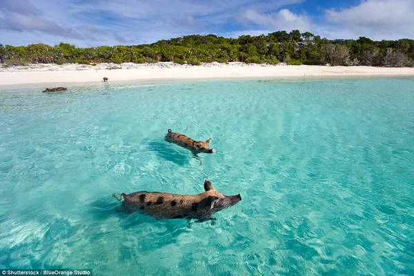 Trên một hòn đảo nhỏ không có người ở Bahamas có những chú lợn đốm tự do sinh sống. Du khách có thể đến khu vực này bằng thuyền để cho những con lợn ăn và chơi với chúng. Ảnh: Shutterstock/BlueOrange Studio. Trên một hòn đảo nhỏ không có người ở Bahamas có những chú lợn đốm tự do sinh sống. Du khách có thể đến khu vực này bằng thuyền để cho những con lợn ăn và chơi với chúng. Ảnh: Shutterstock/BlueOrange Studio.