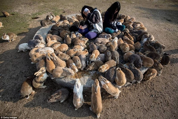 Đảo thỏ, có tên chính thức là Okunoshima, nằm ngoài khơi tỉnh Hiroshima, Nhật Bản. Đây là nơi sinh sống của hàng trăm con thỏ hoang dã nhưng rất dễ gần và thân thiện, đặc biệt với những người cho ăn. Ảnh: Getty Images. Đảo thỏ, có tên chính thức là Okunoshima, nằm ngoài khơi tỉnh Hiroshima, Nhật Bản. Đây là nơi sinh sống của hàng trăm con thỏ hoang dã nhưng rất dễ gần và thân thiện, đặc biệt với những người cho ăn. Ảnh: Getty Images.