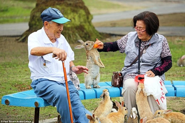 Không ai lý giải được tại sao có nhiều thỏ hoang dã xuất hiện trên đảo. Tuy nhiên, nhiều ý kiến cho rằng tổ tiên của chúng chính là những đối tượng được dùng để thử nghiệm chất độc chiến tranh trong giai đoạn từ năm 1930-1945. Ảnh: Paul Brown/Ardea/Cate Không ai lý giải được tại sao có nhiều thỏ hoang dã xuất hiện trên đảo. Tuy nhiên, nhiều ý kiến cho rằng tổ tiên của chúng chính là những đối tượng được dùng để thử nghiệm chất độc chiến tranh trong giai đoạn từ năm 1930-1945. Ảnh: Paul Brown/Ardea/Cate