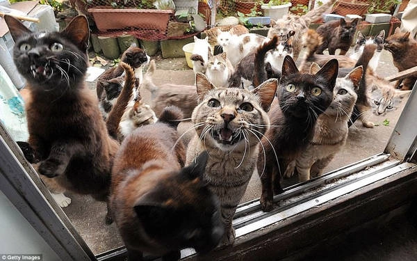 Hòn đảo Tashirojima thuộc tỉnh Miyagi, Nhật Bản được mệnh danh là thiên đường của loài mèo. Cư dân trên hòn đảo chỉ 100 người, trong khi số lượng mèo lại gấp nhiều lần. Mèo được người dân yêu quý và tin rằng chúng mang lại sự may mắn. Chúng cũng góp phần diệt chuột trên đảo. Ảnh: Getty Images. Hòn đảo Tashirojima thuộc tỉnh Miyagi, Nhật Bản được mệnh danh là thiên đường của loài mèo. Cư dân trên hòn đảo chỉ 100 người, trong khi số lượng mèo lại gấp nhiều lần. Mèo được người dân yêu quý và tin rằng chúng mang lại sự may mắn. Chúng cũng góp phần diệt chuột trên đảo. Ảnh: Getty Images.