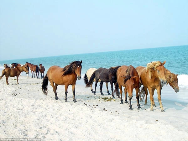 Hòn đảo Assateague (Mỹ) là quê hương của hơn 300 con ngựa Chincoteague, một giống ngựa hoang dã nhỏ được cho là sống sót sau vụ đắm tàu. Ảnh: Shutterstock/Wendy Farrington. Hòn đảo Assateague (Mỹ) là quê hương của hơn 300 con ngựa Chincoteague, một giống ngựa hoang dã nhỏ được cho là sống sót sau vụ đắm tàu. Ảnh: Shutterstock/Wendy Farrington.