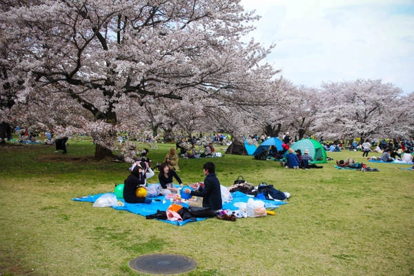 Công viên Showa Kinen là địa điểm picnic yêu thích của người Nhật, dưới những gốc hoa anh đào. Công viên Showa Kinen là địa điểm picnic yêu thích của người Nhật, dưới những gốc hoa anh đào.