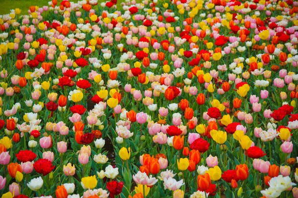 Khi những cánh hoa anh đào rơi rụng cũng là lúc những nụ hoa tulip từ đất vươn lên và bung nở. Khi những cánh hoa anh đào rơi rụng cũng là lúc những nụ hoa tulip từ đất vươn lên và bung nở.