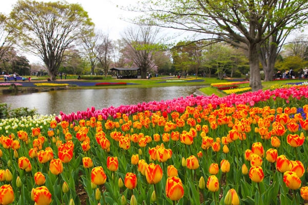 Hoa tulip có nguồn gốc từ Trung Đông. Tuy nhiên, khi nói về loài hoa này, người ta thường nghĩ đến Hà Lan - vương quốc của những cánh đồng hoa tulip đẹp như tiên cảnh. Nhiều nơi cũng có những cánh đồng và vườn hoa tulip tuyệt đẹp không thua kém, trong đó có Nhật Bản. Loài hoa này đã được trồng ở đây từ rất lâu, và quen với phong thổ. Hoa tulip có nguồn gốc từ Trung Đông. Tuy nhiên, khi nói về loài hoa này, người ta thường nghĩ đến Hà Lan - vương quốc của những cánh đồng hoa tulip đẹp như tiên cảnh. Nhiều nơi cũng có những cánh đồng và vườn hoa tulip tuyệt đẹp không thua kém, trong đó có Nhật Bản. Loài hoa này đã được trồng ở đây từ rất lâu, và quen với phong thổ.