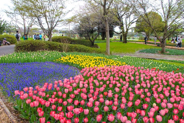 Đến Showa Kinen Koen, bạn sẽ mãn nhãn với những thảm hoa muôn màu sắc của mọi loại tulip. Nơi đây thường niên tổ chức lễ hội và triển lãm hoa tulip trong khoảng thời gian từ cuối tháng 3 đến cuối tháng 5. Đến Showa Kinen Koen, bạn sẽ mãn nhãn với những thảm hoa muôn màu sắc của mọi loại tulip. Nơi đây thường niên tổ chức lễ hội và triển lãm hoa tulip trong khoảng thời gian từ cuối tháng 3 đến cuối tháng 5.