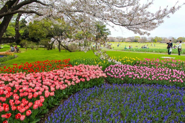 Những vạt hoa tulip trải dài với những sắc màu rực rỡ như đỏ, cam, tím, vàng, trắng… tạo nên một sắc màu riêng cho nước Nhật sau những ngày bừng lên gam màu hồng nhạt của hoa anh đào. Những vạt hoa tulip trải dài với những sắc màu rực rỡ như đỏ, cam, tím, vàng, trắng… tạo nên một sắc màu riêng cho nước Nhật sau những ngày bừng lên gam màu hồng nhạt của hoa anh đào.