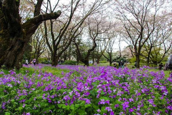 Tuy số lượng và chủng loại hoa tulip không đa dạng như công viên Keukenhof nổi tiếng của Hà Lan, tại công viên Showa Kinen, du khách còn được ngắm thêm nhiều loài hoa đẹp khác cùng đua nở. Tuy số lượng và chủng loại hoa tulip không đa dạng như công viên Keukenhof nổi tiếng của Hà Lan, tại công viên Showa Kinen, du khách còn được ngắm thêm nhiều loài hoa đẹp khác cùng đua nở.