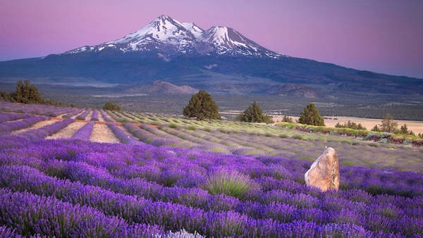 Những thị trấn nổi tiếng nhất để ngắm oải hương tại Provence phải kể đến làng Gordes, Luberon hay Valensole... Hành trình thăm những cánh đồng bạt ngàn có thể khởi đầu từ Drôme đến Alpes-Maritimes, qua Vaucluse và Alpes de Haute - Provence. Những thị trấn nổi tiếng nhất để ngắm oải hương tại Provence phải kể đến làng Gordes, Luberon hay Valensole... Hành trình thăm những cánh đồng bạt ngàn có thể khởi đầu từ Drôme đến Alpes-Maritimes, qua Vaucluse và Alpes de Haute - Provence.