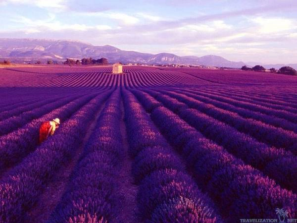 Có khoảng 2.000 nông dân trồng oải hương trên khắp Provence, từ Vercos đến Verdon, qua Baronnies và Luberon. Nông dân trồng oải hương tại Provence giống như những người nghệ sĩ, họ biết cách chiều lòng du khách mà vẫn đảm bảo mùa vụ theo kế hoạch. Có khoảng 2.000 nông dân trồng oải hương trên khắp Provence, từ Vercos đến Verdon, qua Baronnies và Luberon. Nông dân trồng oải hương tại Provence giống như những người nghệ sĩ, họ biết cách chiều lòng du khách mà vẫn đảm bảo mùa vụ theo kế hoạch.
