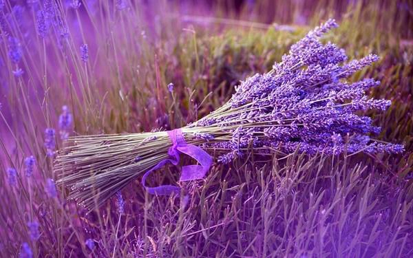 Hoa oải hương có mùi thơm nồng và mang lại cảm giác bình yên. Một miếng vải thấm dầu oải hương trên gối sẽ giúp bạn ngủ ngon hay giảm bớt đau đầu. Du khách có thể mua những bông oải hương ướp khô, tinh dầu, nước hoa hoặc túi thơm... về làm quà cho gia đình và bạn bè. Hoa oải hương có mùi thơm nồng và mang lại cảm giác bình yên. Một miếng vải thấm dầu oải hương trên gối sẽ giúp bạn ngủ ngon hay giảm bớt đau đầu. Du khách có thể mua những bông oải hương ướp khô, tinh dầu, nước hoa hoặc túi thơm... về làm quà cho gia đình và bạn bè.