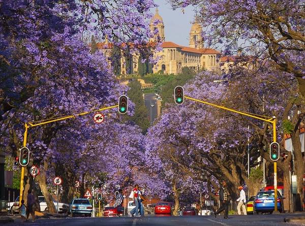 Nằm ở vùng khí hậu cận nhiệt đới ẩm, Pretoria có mùa xuân bắt đầu vào tháng 9 kéo dài tới tháng 11. Từ giữa cho đến cuối mùa xuân là thời điểm hoa phượng tím bắt đầu nở rộ. Ảnh: Hein Waschefort. Nằm ở vùng khí hậu cận nhiệt đới ẩm, Pretoria có mùa xuân bắt đầu vào tháng 9 kéo dài tới tháng 11. Từ giữa cho đến cuối mùa xuân là thời điểm hoa phượng tím bắt đầu nở rộ. Ảnh: Hein Waschefort.