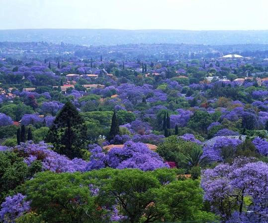 Những cây phượng tím của thủ đô Pretoria được du nhập vào Nam Phi từ thế kỉ 19. Mặc dù có nguồn gốc từ Nam Mỹ, loài thực vật này vẫn phát triển mạnh trong khí hậu nóng ẩm của Nam Phi và có khả năng chịu hạn khá tốt. Ảnh: Flickr. Những cây phượng tím của thủ đô Pretoria được du nhập vào Nam Phi từ thế kỉ 19. Mặc dù có nguồn gốc từ Nam Mỹ, loài thực vật này vẫn phát triển mạnh trong khí hậu nóng ẩm của Nam Phi và có khả năng chịu hạn khá tốt. Ảnh: Flickr.