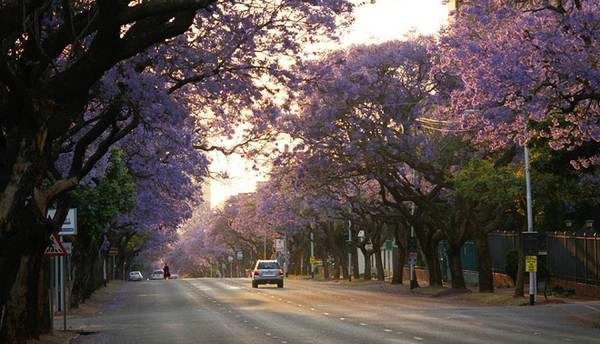 Tuy nhiên, vốn là giống ngoại lai, phượng tím chỉ được trồng dưới sự giám sát chặt chẽ của chính quyền Nam Phi do loài cây này có nguy cơ gây mất cân bằng sinh thái địa phương. Ảnh: DM Canon. Tuy nhiên, vốn là giống ngoại lai, phượng tím chỉ được trồng dưới sự giám sát chặt chẽ của chính quyền Nam Phi do loài cây này có nguy cơ gây mất cân bằng sinh thái địa phương. Ảnh: DM Canon.