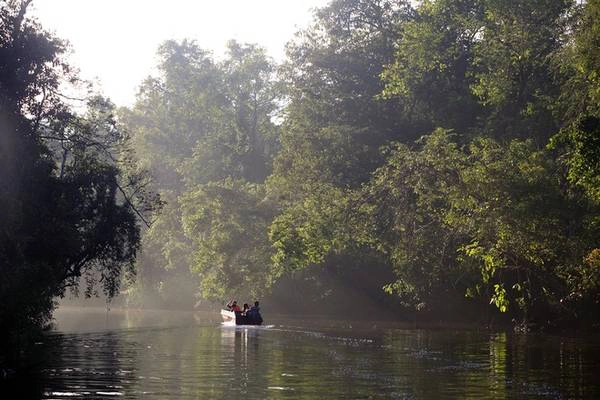 Kinabatangan dài 560 km, bắt đầu từ vùng núi trung tâm đảo Borneo chảy ra biển Sulu. Hai bờ sông là rừng nguyên sinh. Thỉnh thoảng bạn lại bắt gặp cây cổ thụ cao vút, điểm xuyết quanh nó là những cây tầm gửi lâu năm. Người dân cho biết từ mép sông ra 30 mét là hành lang bảo tồn nên động thực vật ở đây rất phong phú và nguyên sơ.