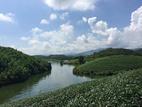 Mỗi đảo chè đều được bao quanh bởi sông nước hữu tình. Ảnh: T.H.