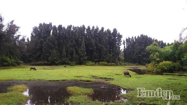 Khó có thể tin đây là khung cảnh yên bình trên một hòn đảo giữa biển với vài chú trâu đang thong dong gặm cỏ. Nếu không nói, nhiều người sẽ nhầm tưởng đang được ghé qua một làng quê nào đó trên đất liền. Khó có thể tin đây là khung cảnh yên bình trên một hòn đảo giữa biển với vài chú trâu đang thong dong gặm cỏ. Nếu không nói, nhiều người sẽ nhầm tưởng đang được ghé qua một làng quê nào đó trên đất liền.