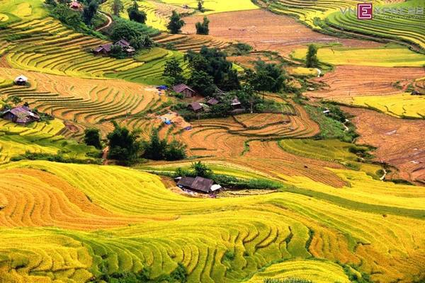 Mường Hum, Sàng Ma Sáo (Lào Cai): Sàng Ma Sáo là xã vùng cao thuộc huyện Bát Xát, tỉnh Lào Cai, nằm cách Mường Hum chừng 20 km. Vào mùa lúa chín, Sàng Ma Sáo hiện lên đầy quyến rũ với thung lũng ruộng bậc thang xếp thành tầng, bao bọc những nếp nhà người Mông, Dao rải rác trong thung lũng. Thời điểm đẹp nhất để đến thăm Sàng Ma Sáo là khoảng đầu tháng 9, năm nay lúa sẽ chín rộ vào khoảng 5/9. Từ Sa Pa, quãng đường đến nơi đây dài 70 km, từ đèo Ô Quy Hồ đi theo cung đường Bản Khoang vượt thung lũng Tả Giàng Phình đến cổng trời Mường Hum. Ảnh: Nam Chấy. Mường Hum, Sàng Ma Sáo (Lào Cai): Sàng Ma Sáo là xã vùng cao thuộc huyện Bát Xát, tỉnh Lào Cai, nằm cách Mường Hum chừng 20 km. Vào mùa lúa chín, Sàng Ma Sáo hiện lên đầy quyến rũ với thung lũng ruộng bậc thang xếp thành tầng, bao bọc những nếp nhà người Mông, Dao rải rác trong thung lũng. Thời điểm đẹp nhất để đến thăm Sàng Ma Sáo là khoảng đầu tháng 9, năm nay lúa sẽ chín rộ vào khoảng 5/9. Từ Sa Pa, quãng đường đến nơi đây dài 70 km, từ đèo Ô Quy Hồ đi theo cung đường Bản Khoang vượt thung lũng Tả Giàng Phình đến cổng trời Mường Hum. Ảnh: Nam Chấy.