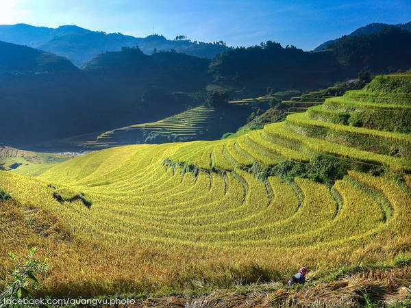 La Pán Tẩn, Mù Cang Chải (Yên Bái): Mù Cang Chải cũng là điểm săn lúa làm say lòng dân xê dịch. Nơi đây có cảnh tượng ngút ngàn của các thung lúa vào mùa vàng mới, đặc biệt là ở La Pán Tẩn, Chế Cu Nha và Dế Xu Phình - 3 xã được Bộ Văn hóa Thể thao và Du lịch xếp hạng danh thắng di tích cấp quốc gia. Lúa ở Mù Cang Chải chín muộn hơn ở Lào Cai, khoảng 15/9, từ khoảng 20/9 bà con sẽ gặt. Ảnh: Quang Vũ. La Pán Tẩn, Mù Cang Chải (Yên Bái): Mù Cang Chải cũng là điểm săn lúa làm say lòng dân xê dịch. Nơi đây có cảnh tượng ngút ngàn của các thung lúa vào mùa vàng mới, đặc biệt là ở La Pán Tẩn, Chế Cu Nha và Dế Xu Phình - 3 xã được Bộ Văn hóa Thể thao và Du lịch xếp hạng danh thắng di tích cấp quốc gia. Lúa ở Mù Cang Chải chín muộn hơn ở Lào Cai, khoảng 15/9, từ khoảng 20/9 bà con sẽ gặt. Ảnh: Quang Vũ.