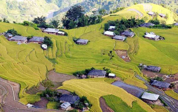 Hoàng Su Phì (Hà Giang): Ruộng bậc thang Hoàng Su Phì được xem là nơi kết thúc trọn vòng cung ngắm lúa vùng cao miền Bắc. Hệ thống ruộng bậc thang gồm các điểm: xã Bản Luốc và xã Sán Sả Hồ của người Dao áo dài và người Nùng; xã Bản Phùng của người La Chí; xã Hồ Thầu, Nậm Ty, Thông Nguyên của người Dao đỏ. Đường lên Hoàng Su Phì chia theo hai ngả, từ đường quốc lộ 2 qua Tuyên Quang đến Hà Giang đi xuyên vào, hay từ phía đường Bắc Hà (Lào Cai) qua Xín Mần tới. Lúa Hoàng Su Phì thường chín muộn, sau ngày 10/10 là đẹp nhất. Ảnh: Xuân Hỷ. Hoàng Su Phì (Hà Giang): Ruộng bậc thang Hoàng Su Phì được xem là nơi kết thúc trọn vòng cung ngắm lúa vùng cao miền Bắc. Hệ thống ruộng bậc thang gồm các điểm: xã Bản Luốc và xã Sán Sả Hồ của người Dao áo dài và người Nùng; xã Bản Phùng của người La Chí; xã Hồ Thầu, Nậm Ty, Thông Nguyên của người Dao đỏ. Đường lên Hoàng Su Phì chia theo hai ngả, từ đường quốc lộ 2 qua Tuyên Quang đến Hà Giang đi xuyên vào, hay từ phía đường Bắc Hà (Lào Cai) qua Xín Mần tới. Lúa Hoàng Su Phì thường chín muộn, sau ngày 10/10 là đẹp nhất. Ảnh: Xuân Hỷ.