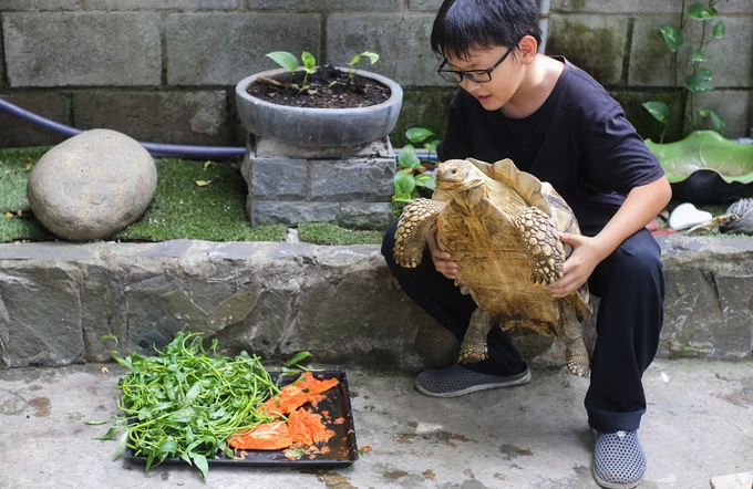 Con rùa Sulcata 14 năm tuổi, có nguồn gốc từ châu Phi bò tự do trong quán khiến nhiều người thích thú.  Theo chủ quán, chi phí nuôi tất cả con vật là khoảng 15 triệu đồng mỗi tháng. Giá đồ uống trong quán dao động 30.0000 - 80.000 đồng.