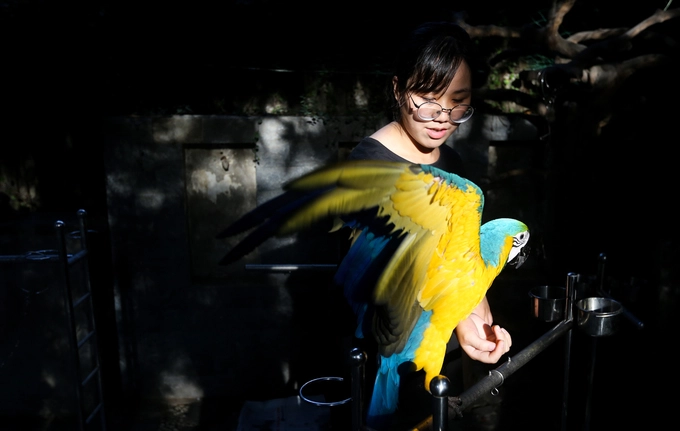 Trong quán có những con vẹt có giá trị lên đến hàng nghìn USD. Đắt nhất là giống vẹt Harlequin Macaw có nguồn gốc Nam Mỹ, với giá khoảng 5.000 USD.