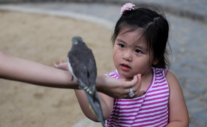 "Nhà tôi gần đây nên cứ rảnh lại dẫn con đến để cháu chơi và cho vẹt ăn. Mấy con vẹt thân thiện, đôi khi chúng cũng tỏ ra nóng giận, không thích vuốt ve", chị Duyên (31 tuổi, quận 2) chia sẻ.