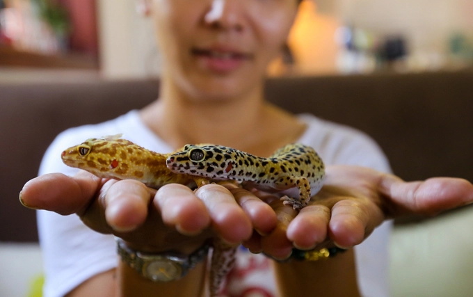 Ngoài ra, trong quán còn nhiều con thú khác như hamster, thỏ, rùa, thằn lằn, kỳ đà...