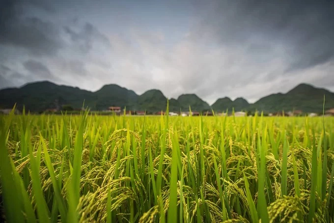 Mùa lúa chín tại thung lũng Bắc Sơn sớm hơn những địa phương khác và thường kéo dài khoảng một tuần. Do đó, du khách nên tranh thủ thời gian để kịp lên kế hoạch cho một chuyến đi ngắn 2-3 ngày.