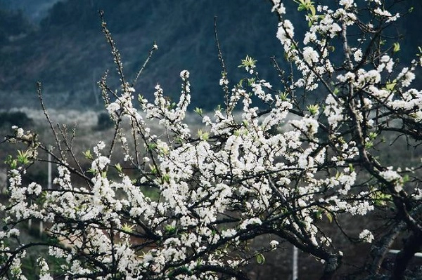 Mỗi mùa trên rẻo cao ở Mộc Châu (Sơn La) lại mang những vẻ đẹp riêng biệt. Mùa xuân năm nay ở Mộc Châu các loại hoa như mơ, mận nở sớm từ đầu tháng 1 và đang vào thời điểm đẹp nhất.