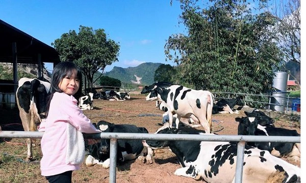 Du khách đến Mộc Châu còn có nhiều hoạt động thú vị khác như tham quan các trang trại bò sữa. Đây là điểm trải nghiệm thú vị dành cho gia đình, nhóm bạn. Khách được thưởng thức sữa chua, dâu tây, ngắm hoa hướng dương, tham gia cho bò ăn và xem cừu.  Du khách nên đặt phòng trước để có nhiều lựa chọn hơn, ví dụ phòng tập thể ở khu vực Bản Áng với giá 95.000 đồng/ người/ đêm bao gồm cả ăn sáng. Hoặc thuê khách sạn 1,2 triệu đồng/ phòng/ đêm cho gia đình có con nhỏ.  Ảnh: Mèo Rock