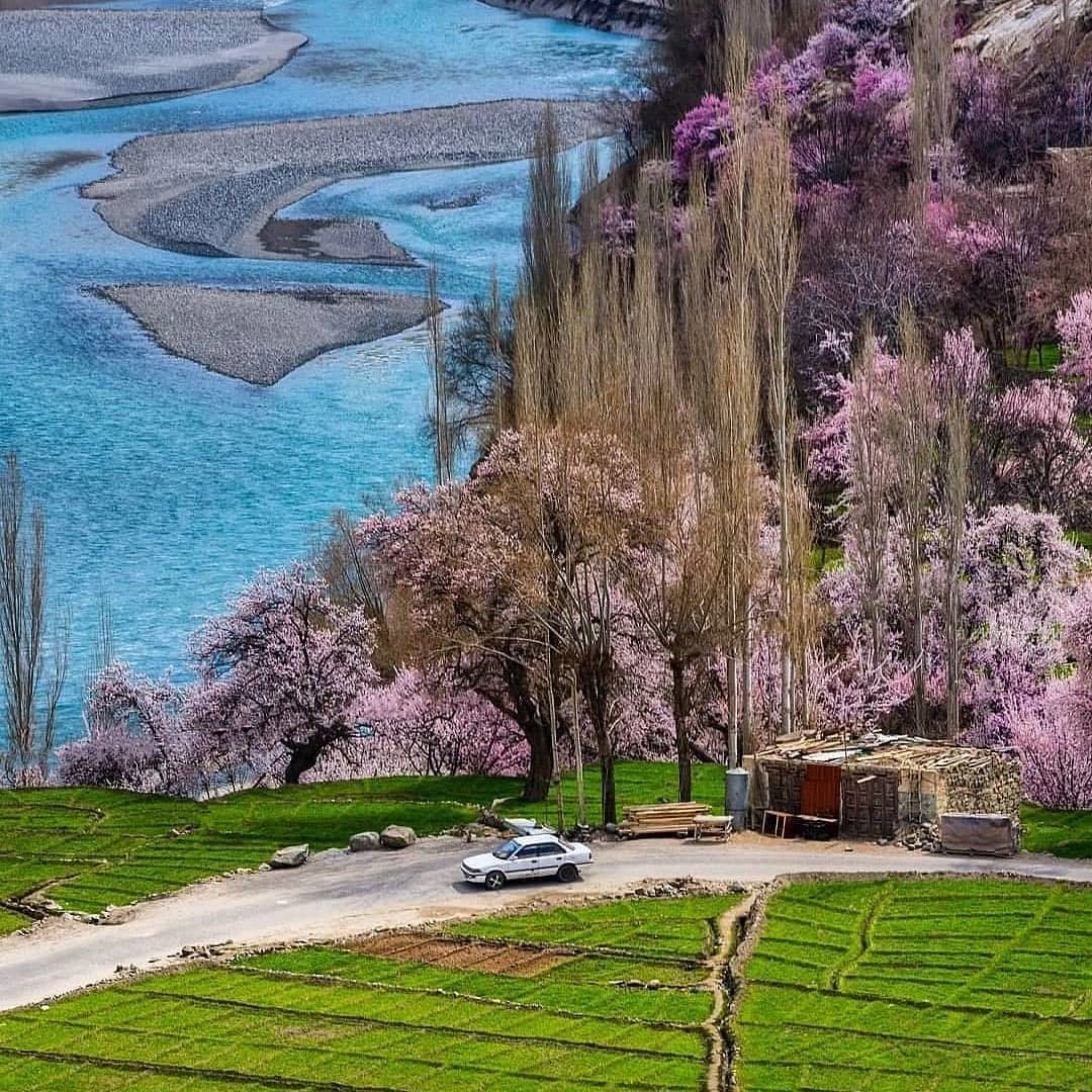 thung-lung-hunza-vao-mua-hoa-anh-dao-khoe-sac-ivivu-1