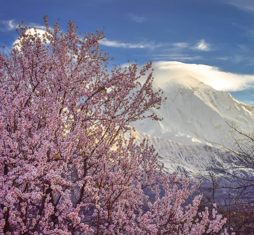 thung-lung-hunza-vao-mua-hoa-anh-dao-khoe-sac-ivivu-4