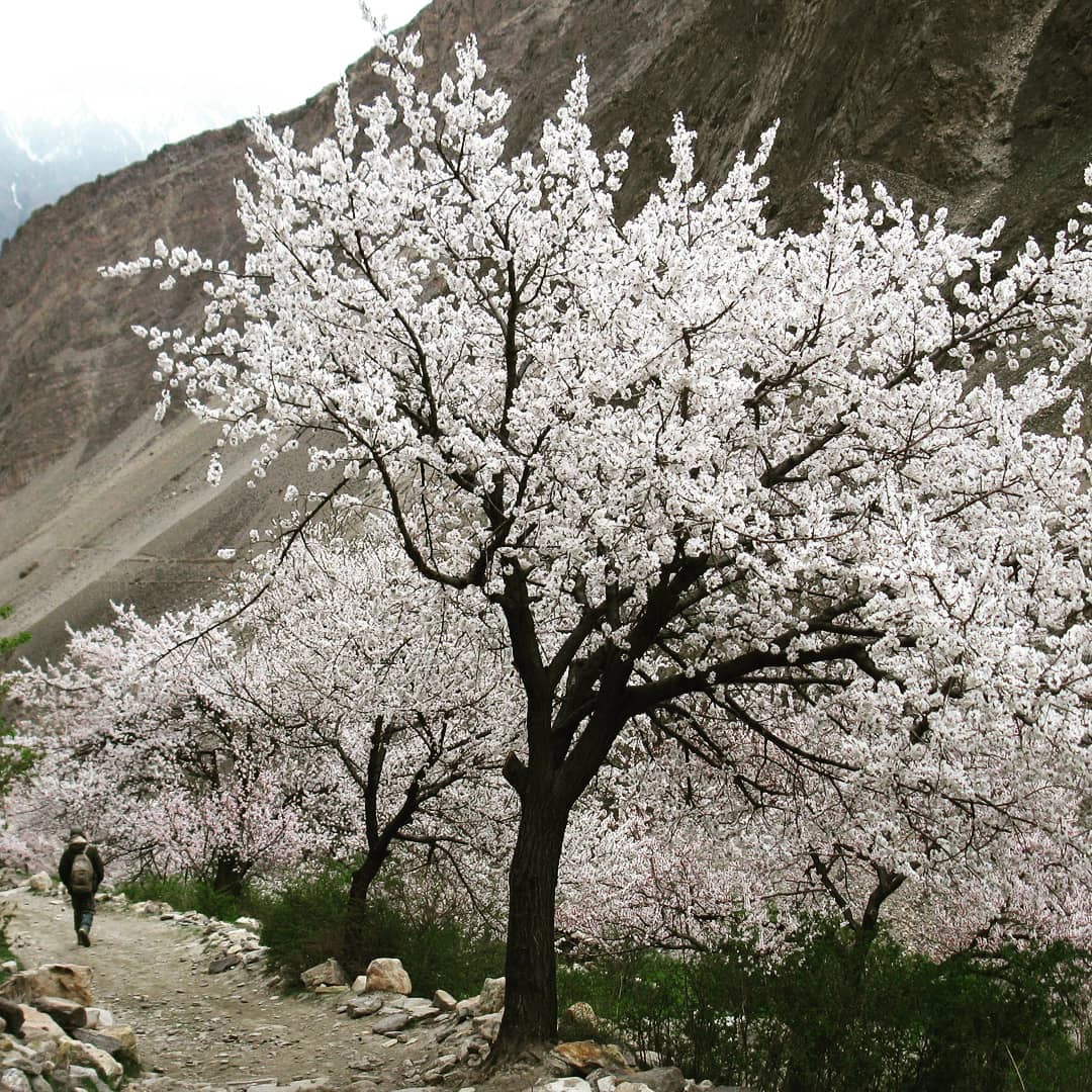 thung-lung-hunza-vao-mua-hoa-anh-dao-khoe-sac-ivivu-2