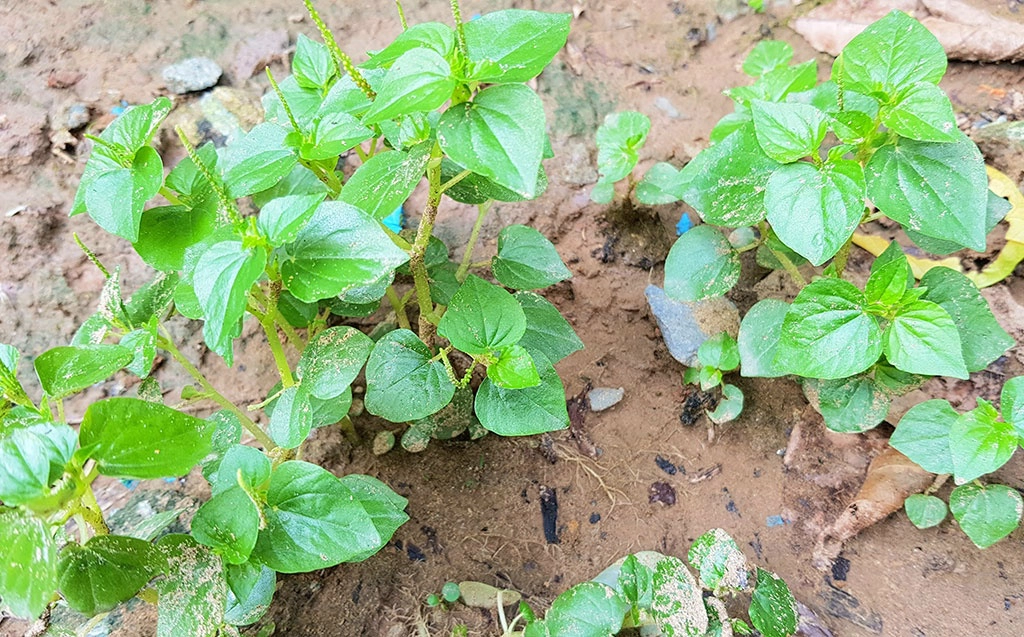 Rau càng cua. Ảnh: Báo Thanh Niên.