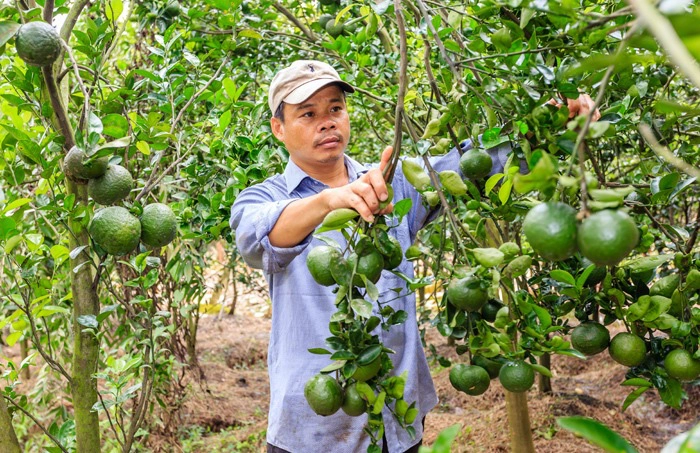 Canh sành Ngã Bảy nổi tiếng xứ Hậu Giang vì cho nhiều nước. Ảnh: Anh Lam.