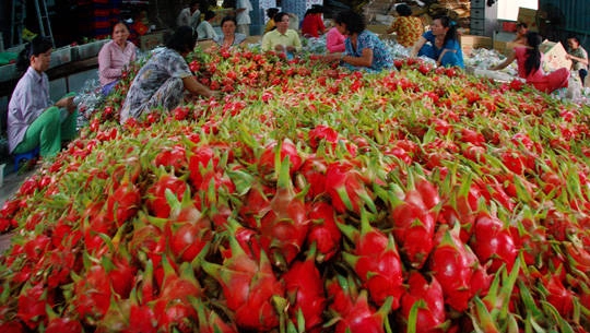 Đặc sản Long An - Thanh Long Châu Thành - iVIVU.com