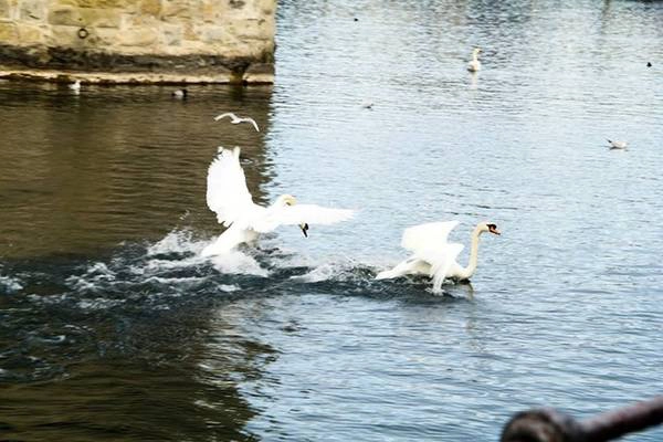 Thiên nga ở Luzern rất quen với con người. Du khách và người dân bản xứ hay cho chúng ăn nên hễ cứ thấy người đứng gần hồ, đàn thiên nga lại bơi ra tìm mồi. Thiên nga ở Luzern rất quen với con người. Du khách và người dân bản xứ hay cho chúng ăn nên hễ cứ thấy người đứng gần hồ, đàn thiên nga lại bơi ra tìm mồi.