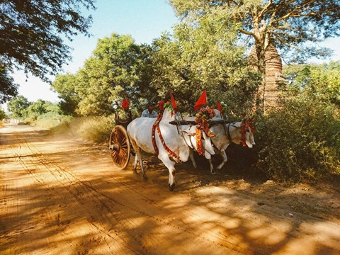 tieng-vo-ngua-len-loi-giua-nhung-khu-den-o-myanmar-ivivu-4