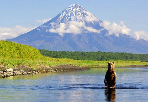 Núi lửa Kamchatka nằm trên bán đảo Kamchatka, phía đông nước Nga, có mật độ núi lửa dày đặc. Do nằm ở Thái Bình Dương và vùng đất màu mỡ, khu vực này có hệ thống động thực vật hoang dã phong phú và cảnh quan thiên nhiên đẹp. Loài đặc trưng ở đây là đại bàng đuôi trắng, chim ưng, rái cá biển, gấu nâu... Ảnh: Russia.