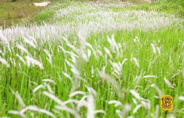 Ảnh: Tiến Đà Lạt Ảnh: Tiến Đà Lạt