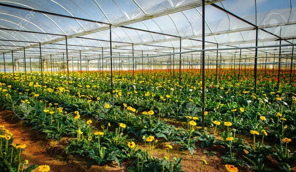 Các ruộng hoa và nhà kính với muôn vàn sắc hoa rực rỡ sẽ là phông nền đẹp cho những bức ảnh của bạn. Ảnh: Lan Anh Các ruộng hoa và nhà kính với muôn vàn sắc hoa rực rỡ sẽ là phông nền đẹp cho những bức ảnh của bạn. Ảnh: Lan Anh