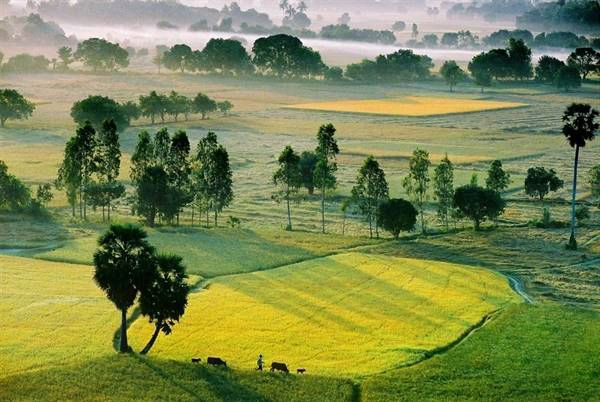 Cánh đồng Tà Pạ: Cánh đồng Tà Pạ ở huyện Tri Tôn vào mùa nước nổi như một tấm thảm rộng lớn với những đồng lúa xanh ngắt và những hàng thốt nốt hiên ngang giữa trời xanh. Nhìn từ trên cao, Tà Pạ như một tấm thảm xanh ngút ngàn màu lúa, lác đác điểm tô bằng những ngọn thốt nốt cao vút. Ảnh: bienphong.com.vn Cánh đồng Tà Pạ: Cánh đồng Tà Pạ ở huyện Tri Tôn vào mùa nước nổi như một tấm thảm rộng lớn với những đồng lúa xanh ngắt và những hàng thốt nốt hiên ngang giữa trời xanh. Nhìn từ trên cao, Tà Pạ như một tấm thảm xanh ngút ngàn màu lúa, lác đác điểm tô bằng những ngọn thốt nốt cao vút. Ảnh: bienphong.com.vn