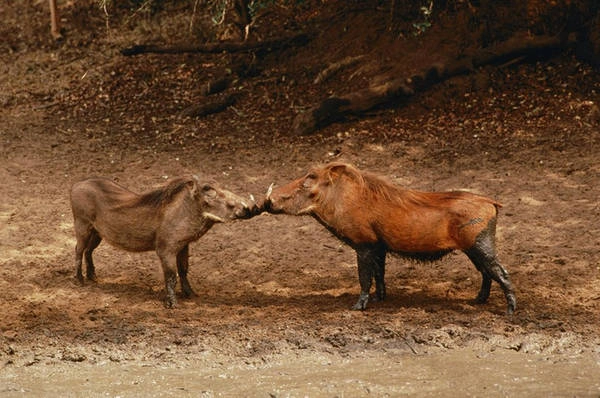 Một con lợn rừng đực và một con cái có tên khoa học Phacochoerus africanus ở Nam Phi với màn làm quen bằng một nụ hôn ngọt ngào - Ảnh: National Geographic